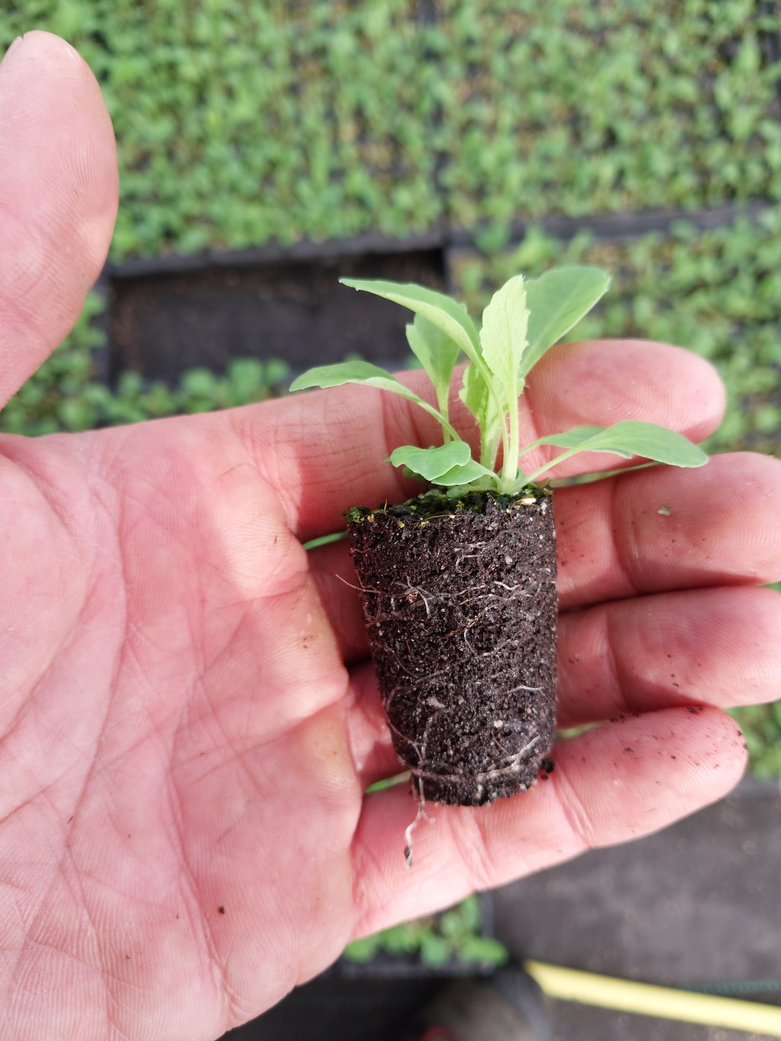 Es werden Kräuterpflanzen gezeigt.